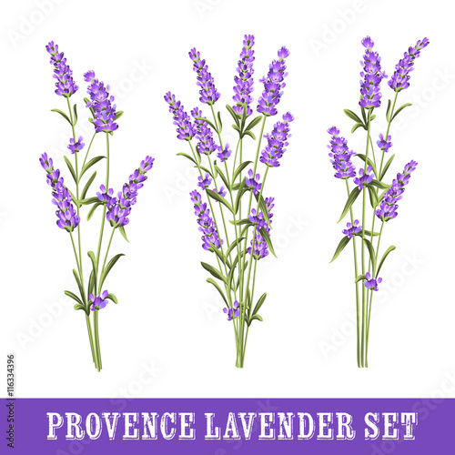 Fototapeta Naklejka Na Ścianę i Meble -  Set of lavender flowers elements. Collection of lavender flowers on a white background. illustration bundle.