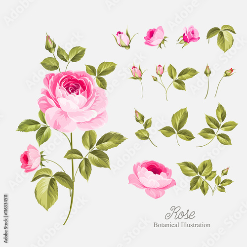 Fototapeta Naklejka Na Ścianę i Meble -  Vintage flowers set. Wedding flowers bundle. Flower collection of watercolor detailed hand drawn roses.
