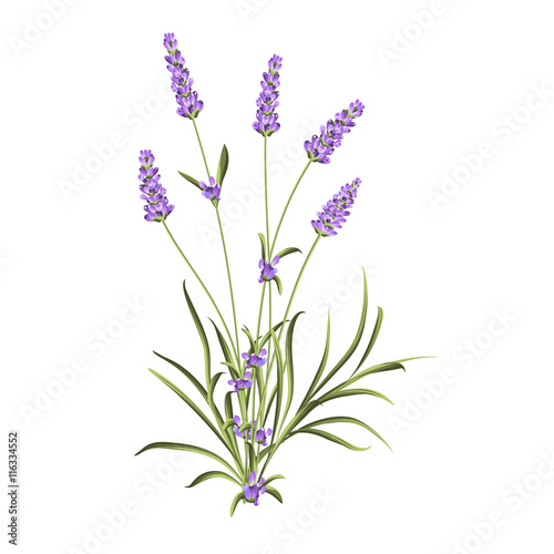 Fototapeta Naklejka Na Ścianę i Meble -  Bunch of lavender flowers on a white background. Label of soap package. Lavender card for invitation, label and other printing or web projects. Label with lavender flowers.