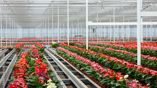 Flowers in a greenhouse 