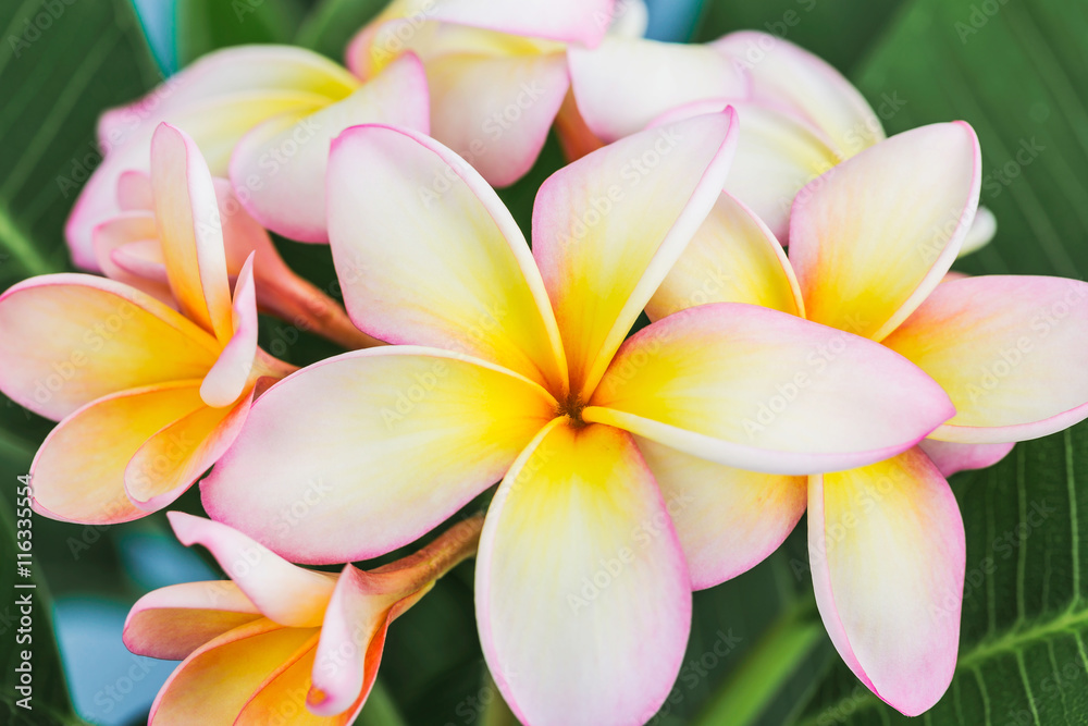 Plumeria or frangipani flower, Tropical flower. Plumeria or frangipani flower, Tropical flower.