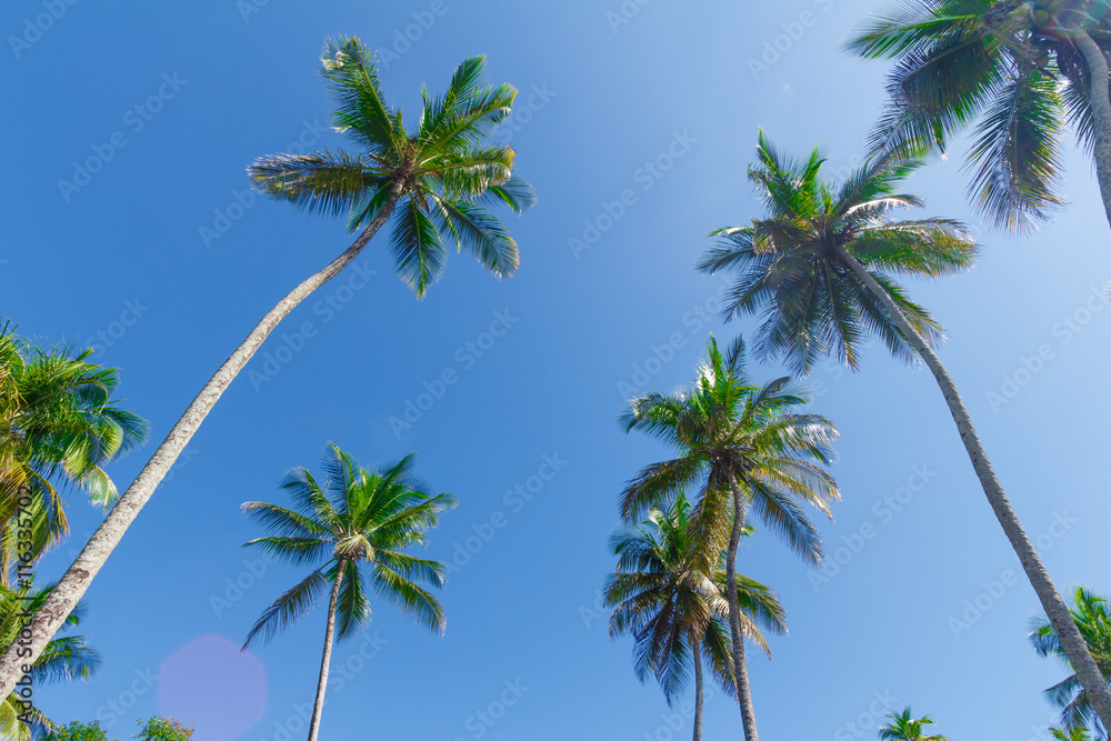 Obraz premium Coconut tree farm in Bahia
