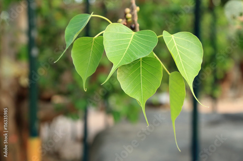 Heart shape leaf, pipal leaves on Bodhi tree in Buddhist temple.