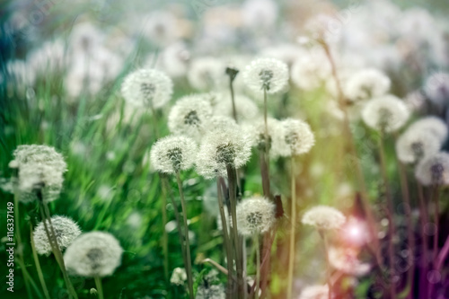 Selective focus dandelion seeds in green grass - beautiful meadow