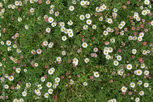 Fototapeta Naklejka Na Ścianę i Meble -  Carpet of Santa Barbara daisy, Spanish daisy flowers in white, pink growing on green grass in Australia. (Erigeron karvinskianus)