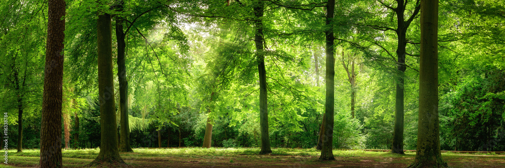 Naklejka premium Panorama lasu w marzycielskim miękkim świetle i lekkiej mgle