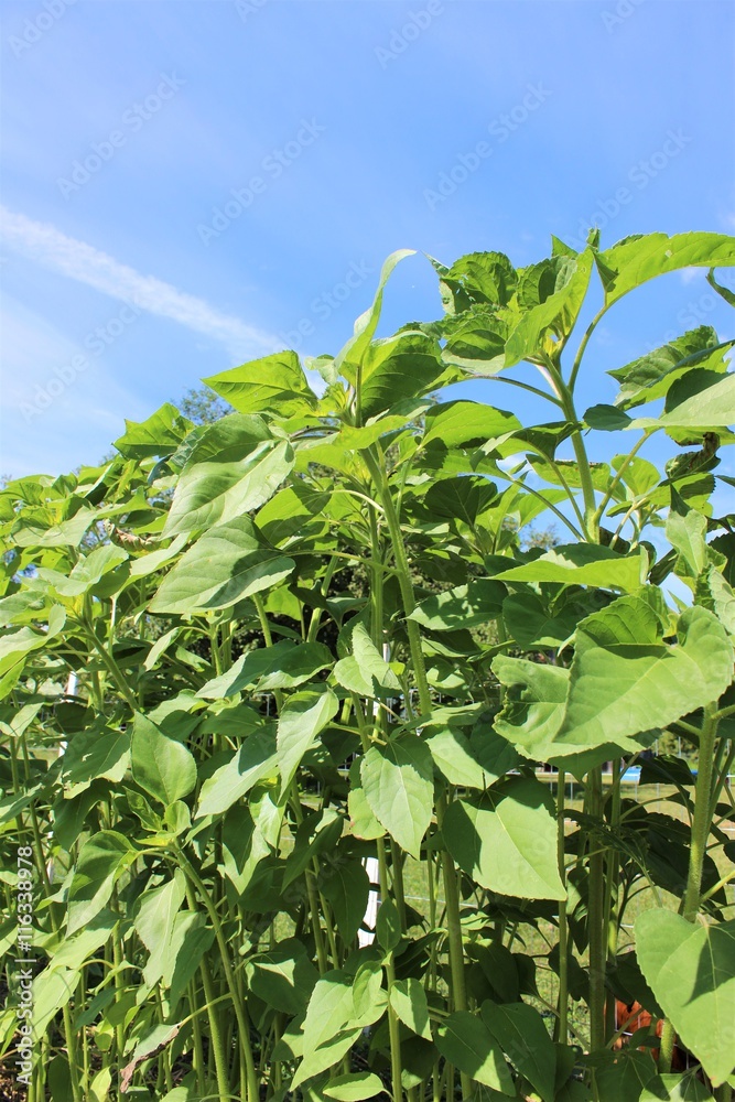 Obraz premium Sunflowers with blue sky