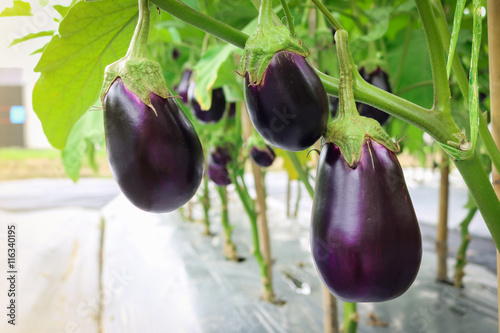Eggplant growing in field plant ready for harvest.