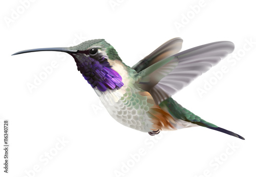 Flying Lucifer Hummingbird - Calothorax lucifer.
Hand drawn vector illustration of a hovering male Lucifer hummingbird with iridescent magenta-purple throat patch on transparent background.
