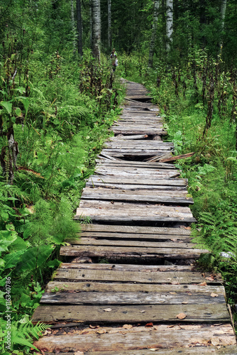 the taiga track covered with a wooden flooring