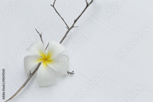 White plumeria flower on dry wood branch on white texture background