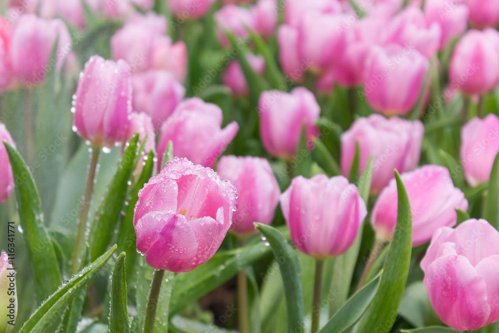 pink tulips in the garden