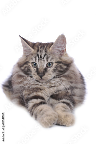 Norwegische Waldkatze, Katze, liegt auf weiß