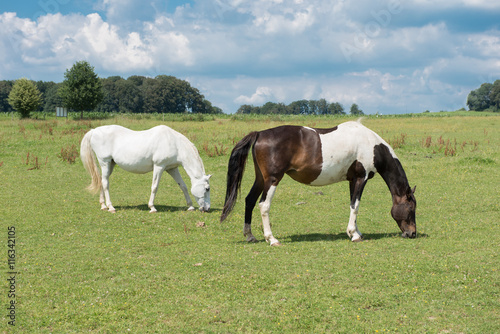 two horses eating on the meadow before blue sky