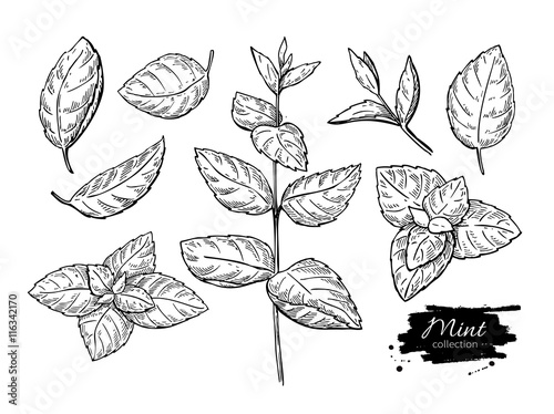Mint vector drawing set. Isolated mint plant and leaves. Herbal photo