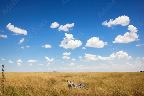 Cheetahs against a beautiful sky with clouds . Africa. Safari.