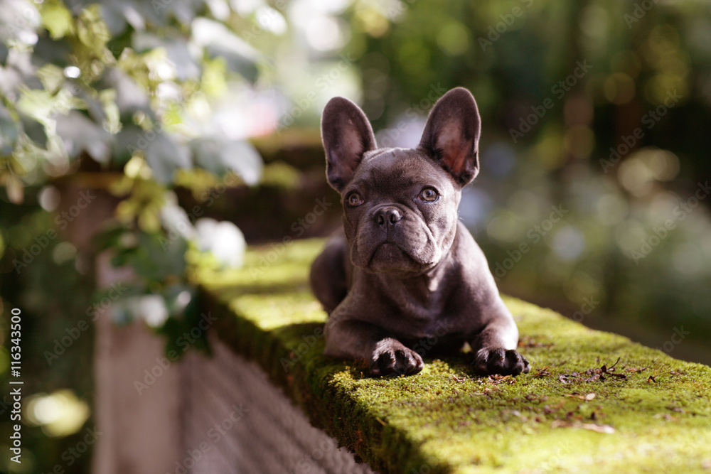 Fototapeta premium Französische Bulldogge