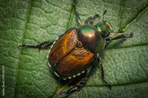 Macro Japanese Beetle Fototapeta