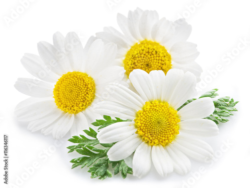 Chamomile or camomile flowers.