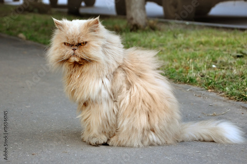 Red Persian fluffy angry cat sitting on the street.