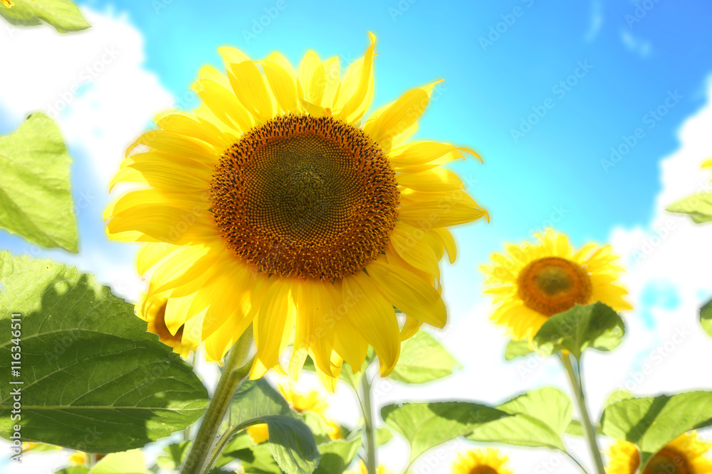 Sunflowers in the field on the sunny day. Sunflowers in the field on the sunny day.
