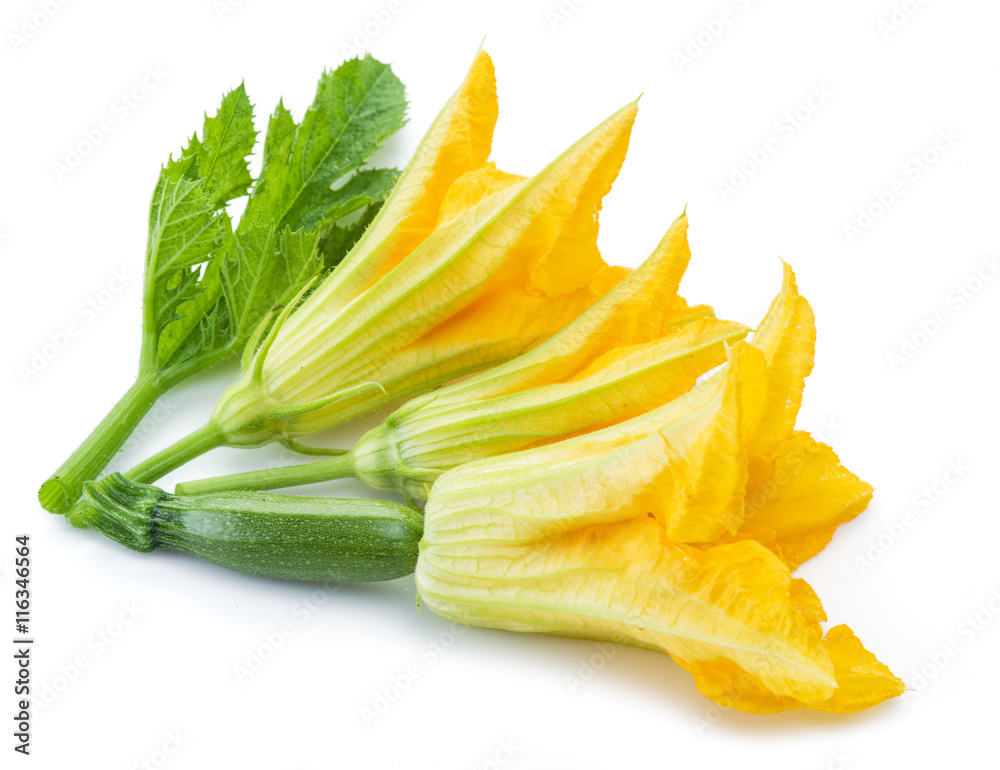 Zucchini flowers on a white background. Zucchini flowers on a white background.