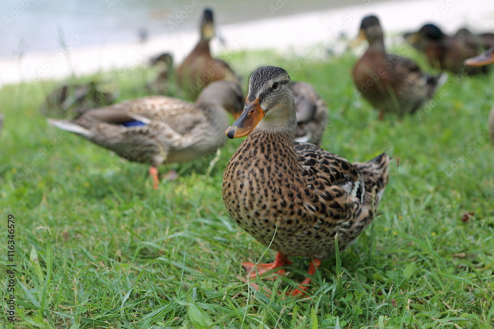 mallard mallard