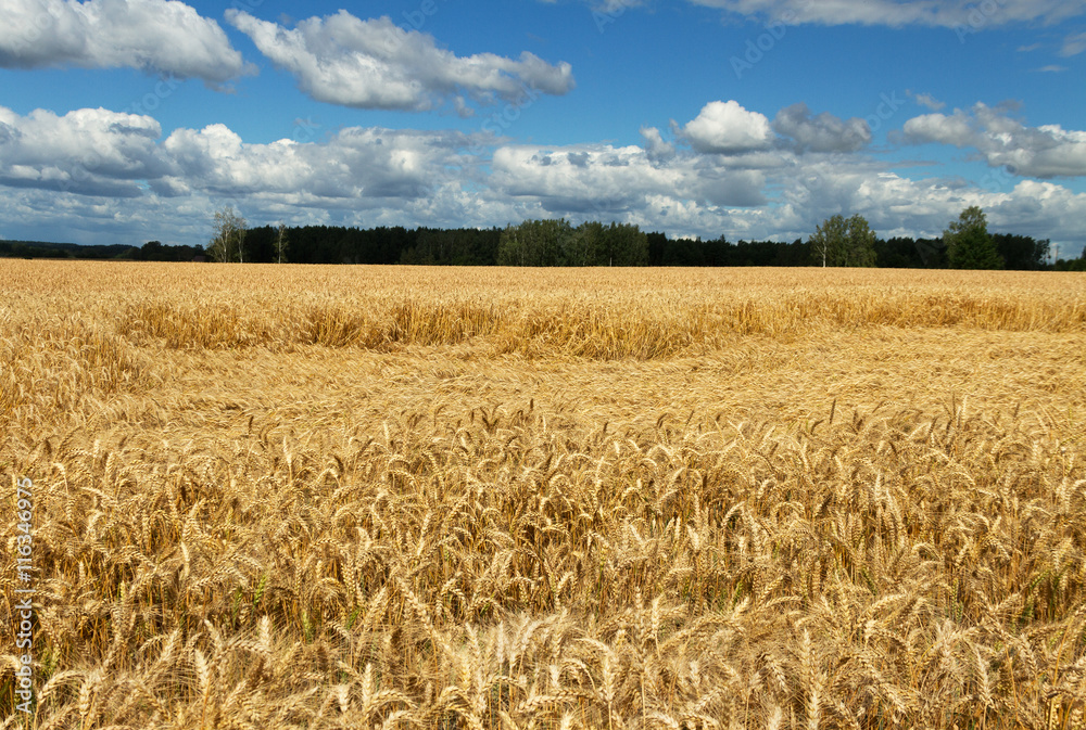 Fototapeta premium Lodging wheat.