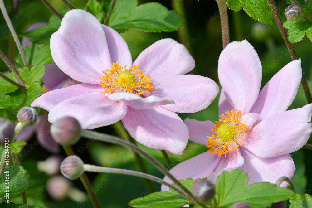 Japanese Anemone Japanese Anemone