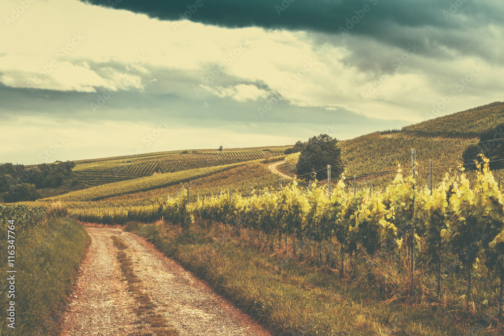 Scenic travel background. Country road with vineyards in summer. Black forest, Germany. Travel concept.