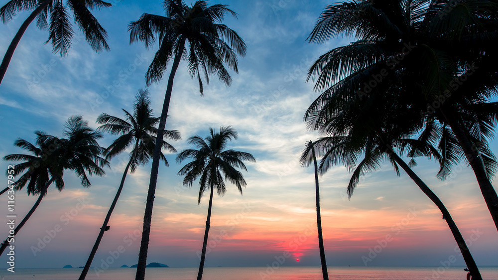 Palm trees silhouettes on the background of the blue sky during the beautiful marine sunset.