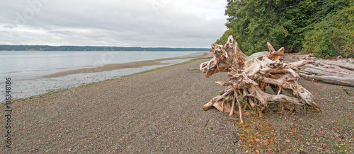Joemma Beach State Park deadwood tree trunk on pebble beach at low tide © htrnr