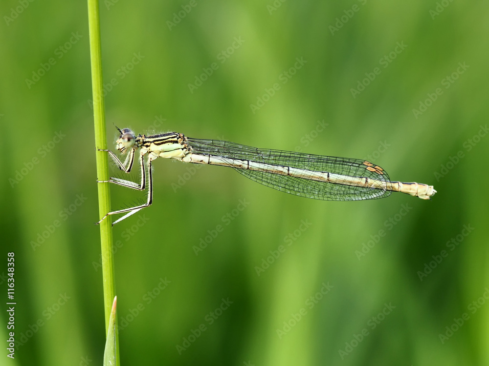 Damselfly Clinging to Grass Stalk Damselfly Clinging to Grass Stalk