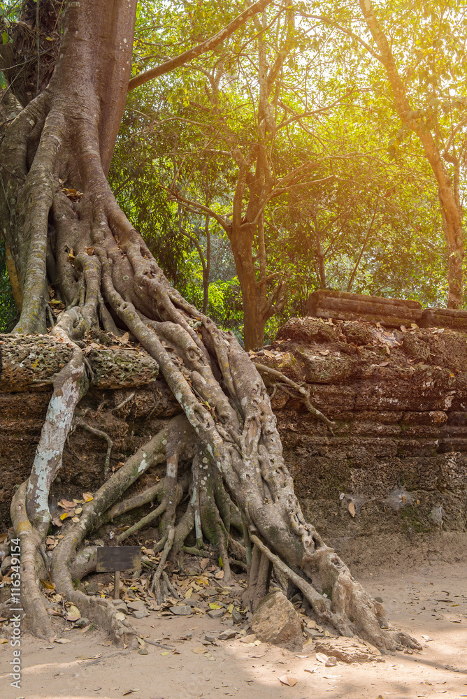 tree roots cover a historic Khmer temple in Angkor Wat, Cambodi tree roots cover a historic Khmer temple in Angkor Wat, Cambodi