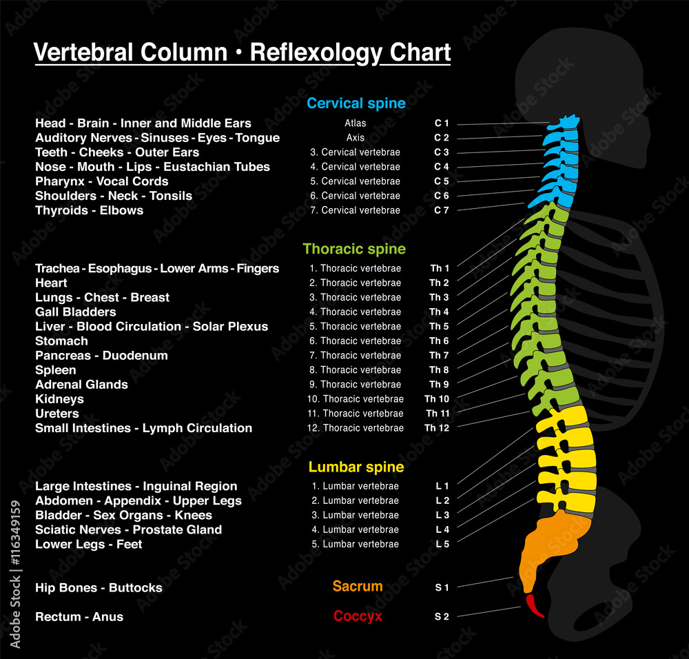 Reflexology chart human backbone with accurate description of the