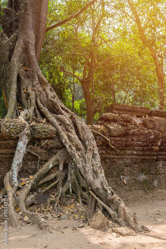 tree roots cover a historic Khmer temple in Angkor Wat, Cambodi