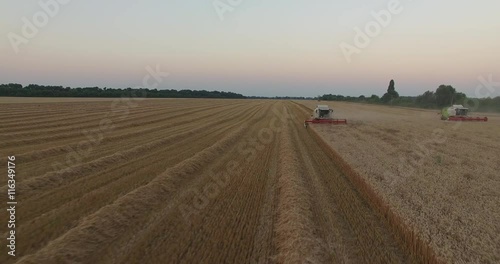 Harvesters tresh wheat at sunset. photo