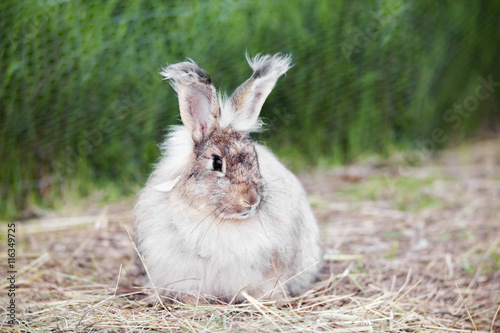 Angora rabbit on straw