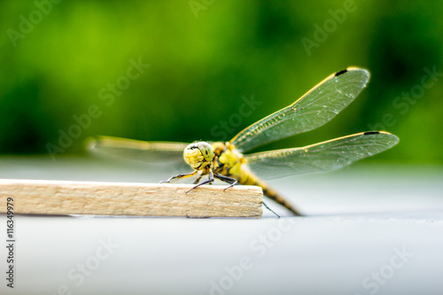 Libelle | Odonata photo