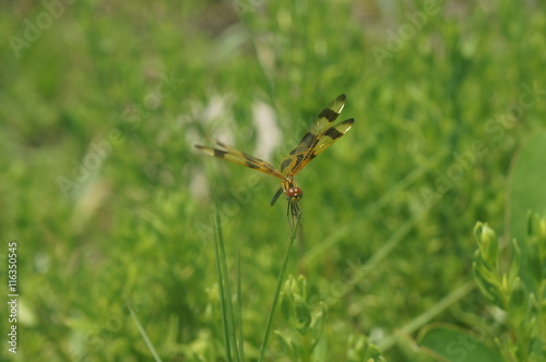 dragonfly on grass © Jaimie Tuchman