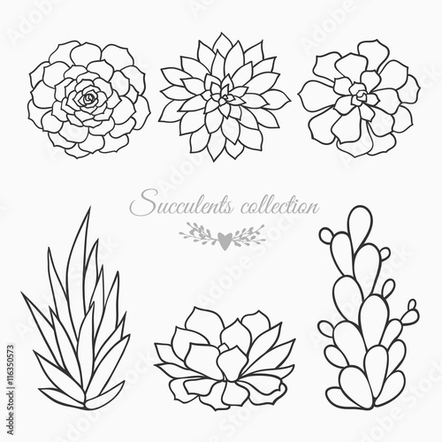 succulents vector sketch