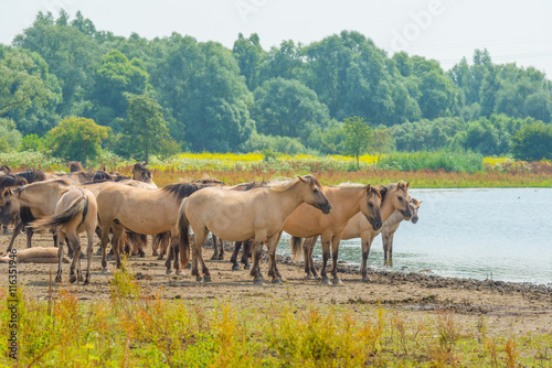 Horses along the shore of a lake in summer
