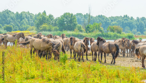 Horses along the shore of a lake in summer