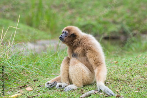 White Cheeked Gibbon cute monkey sitting on green grass
