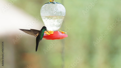 Hummingbird - Buff winged starfrontled (Coeligena lutetia) drinking water in plastic sprue in the reserve Yanacocha - Ecuador photo