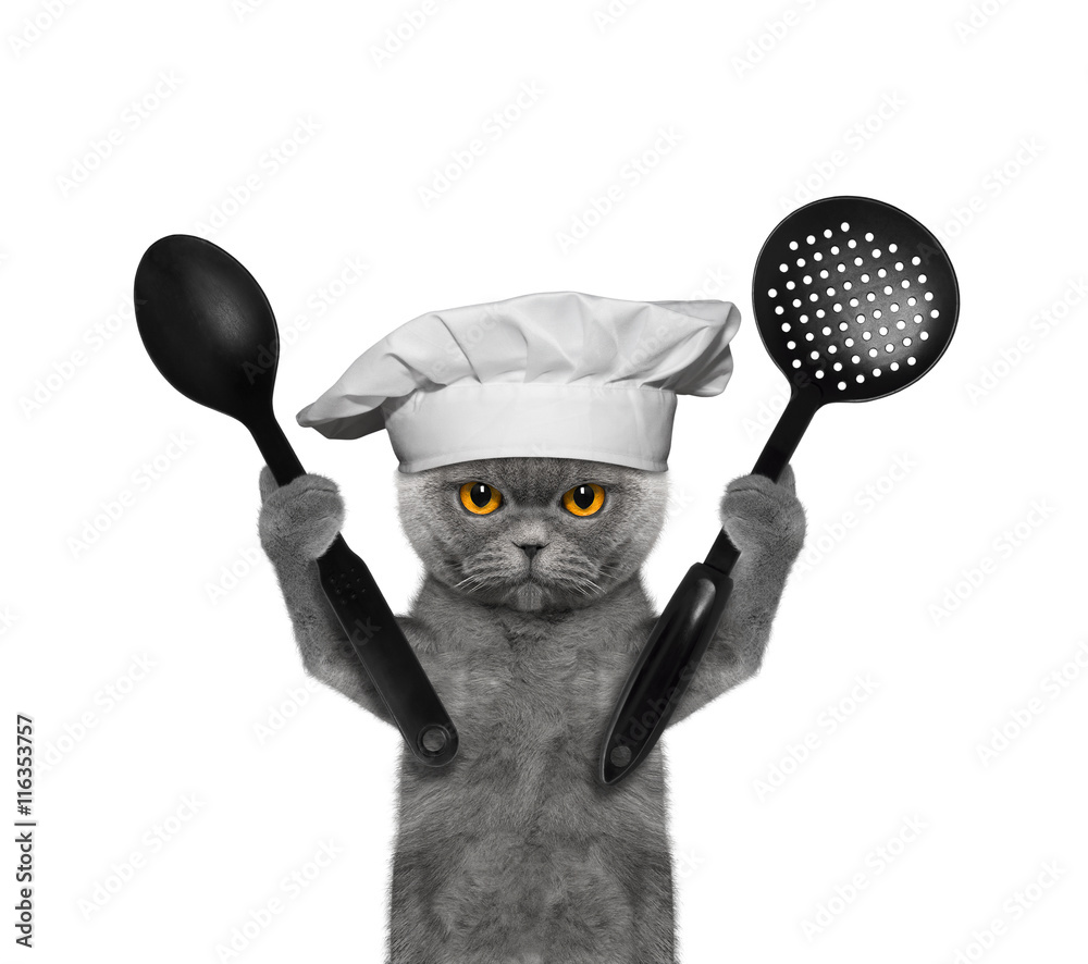 Fototapeta premium Cat chef is going to prepare meals