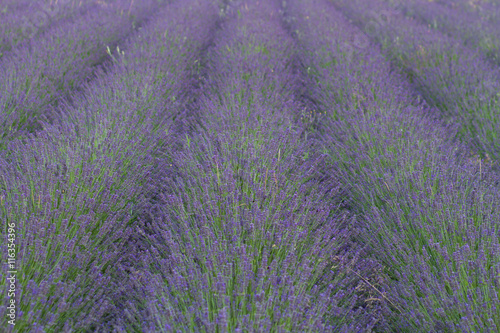 lavender flower in a field