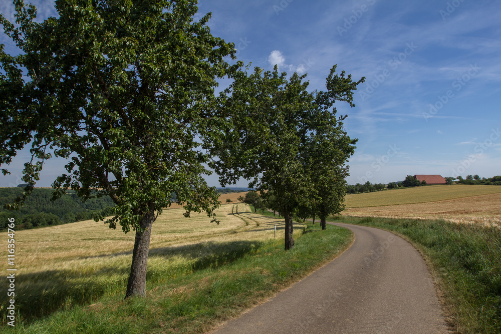 Summer Landscape