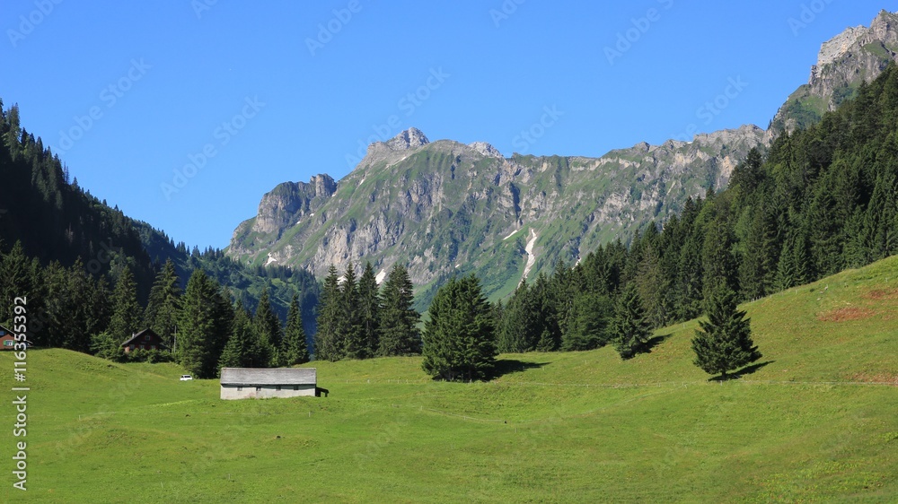 Green meadow, forest and mountains in the Oberseetal