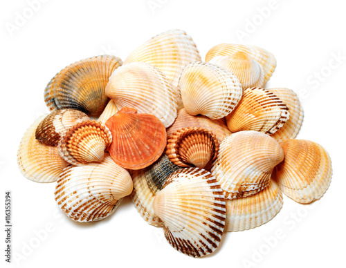 Seashells of anadara and scallop